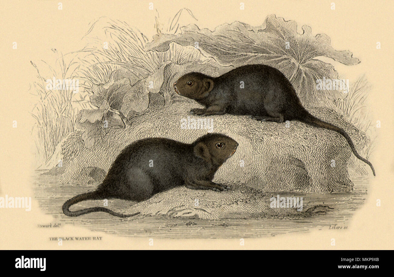 Black Water Rat Stock Photo Alamy