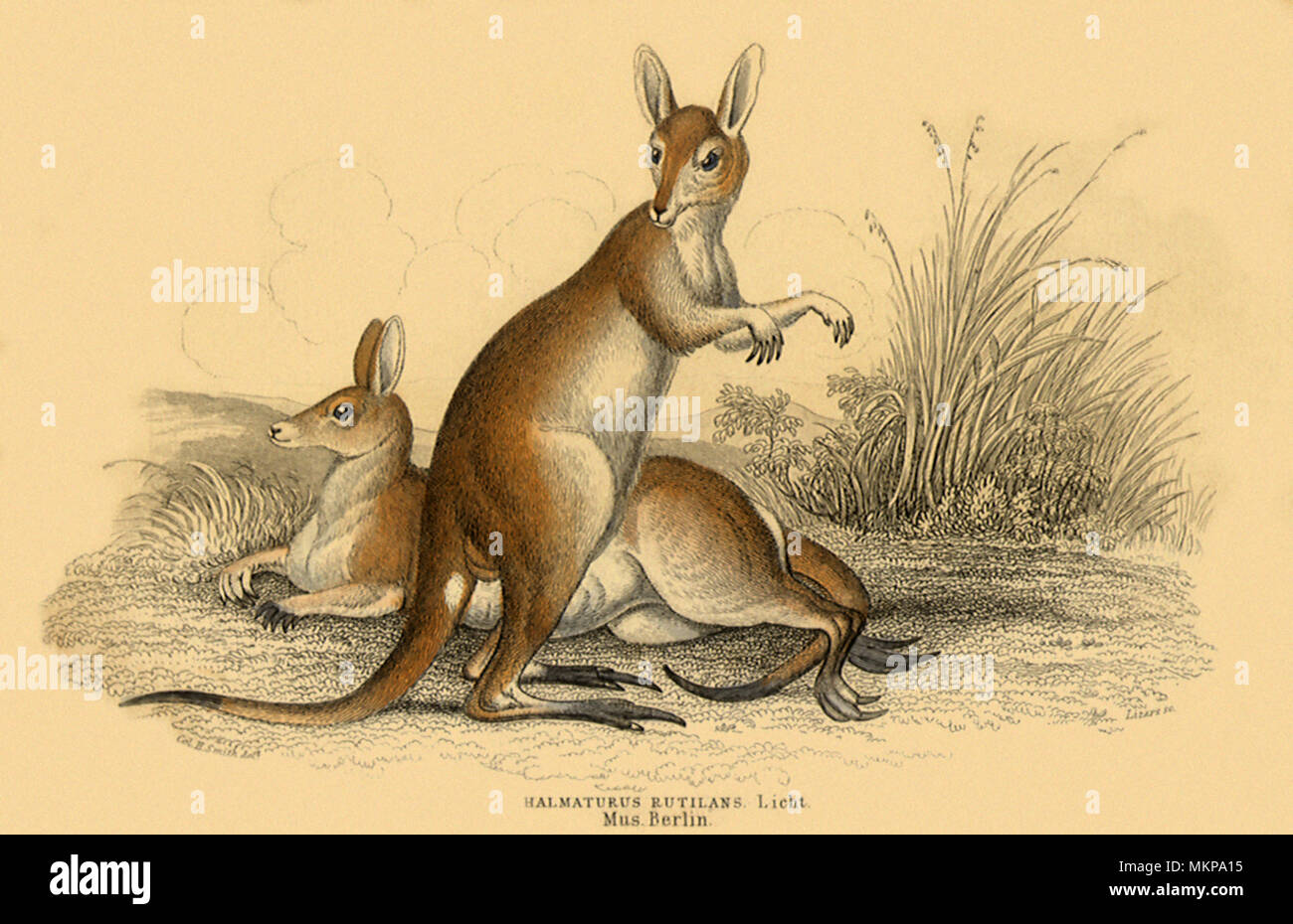 Kangaroos Illustration Engraving 1840 Stock Illustration - Download Image  Now - Engraving, Marsupial, Young Kangaroo - iStock