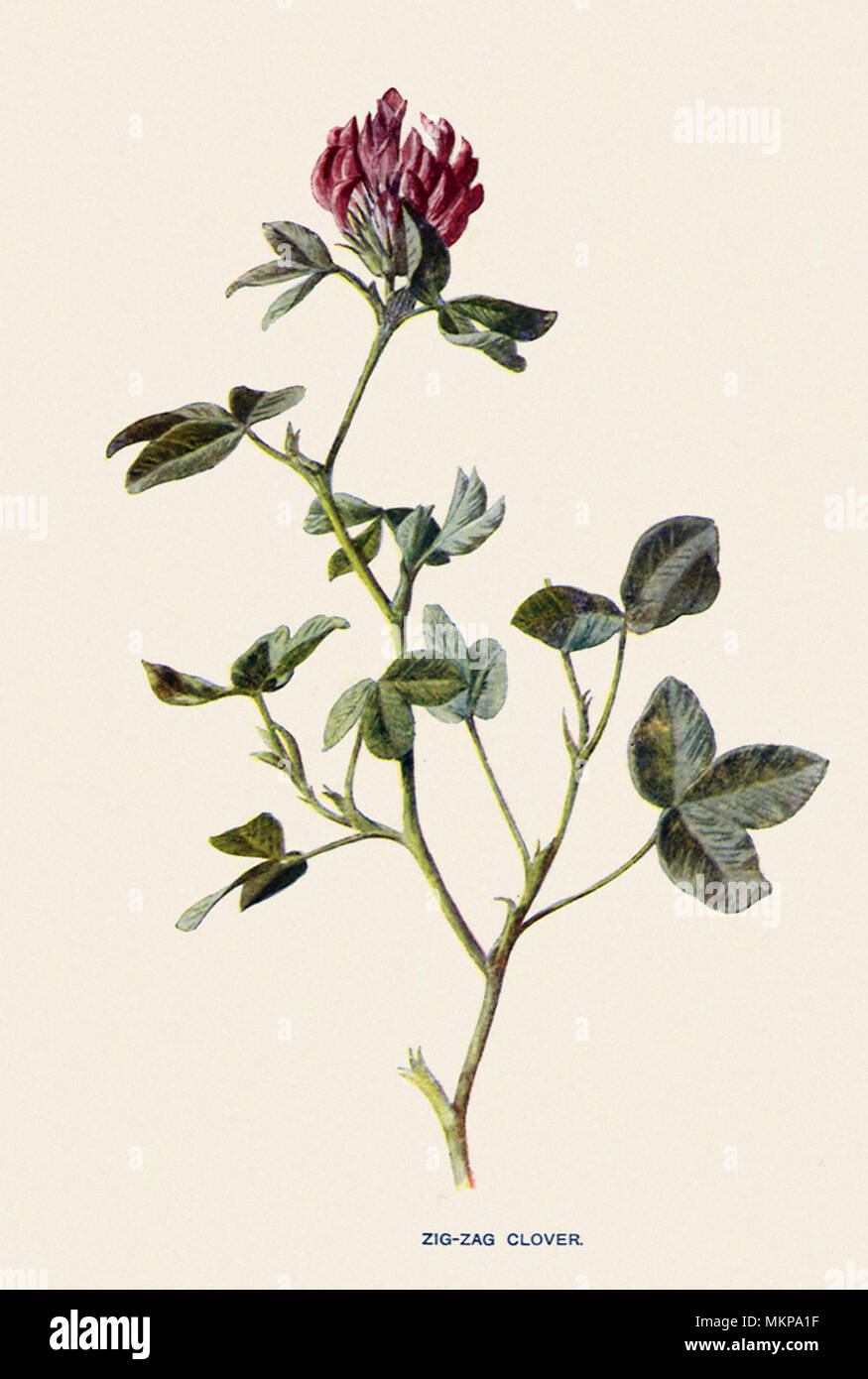 Zig-Zag Clover, Trifolium medium Stock Photo