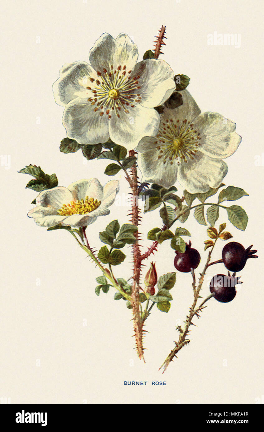 Rose, Rosa spinosissima Stock Photo Alamy