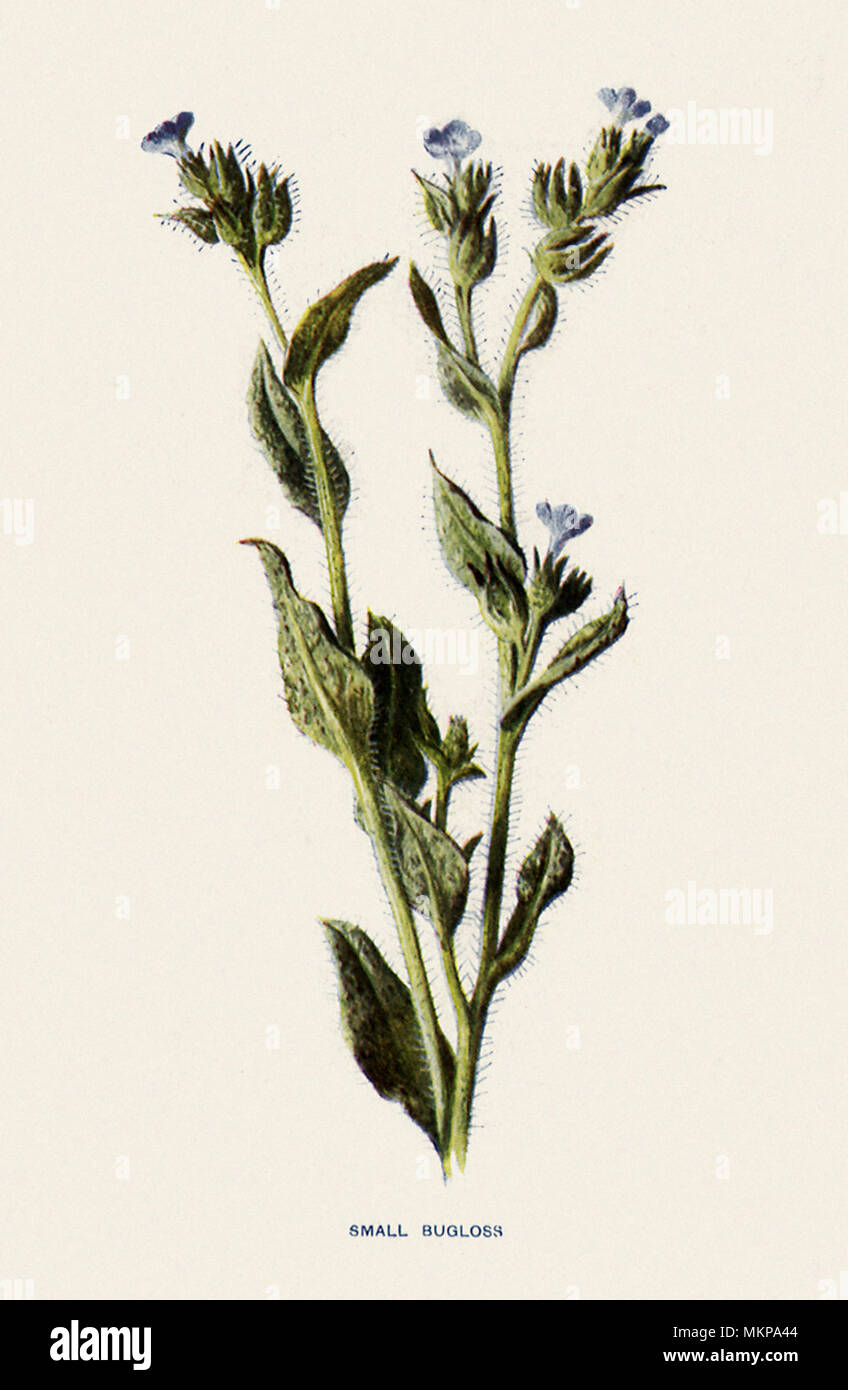 Small Bugloss, Lycopsis arvensis Stock Photo