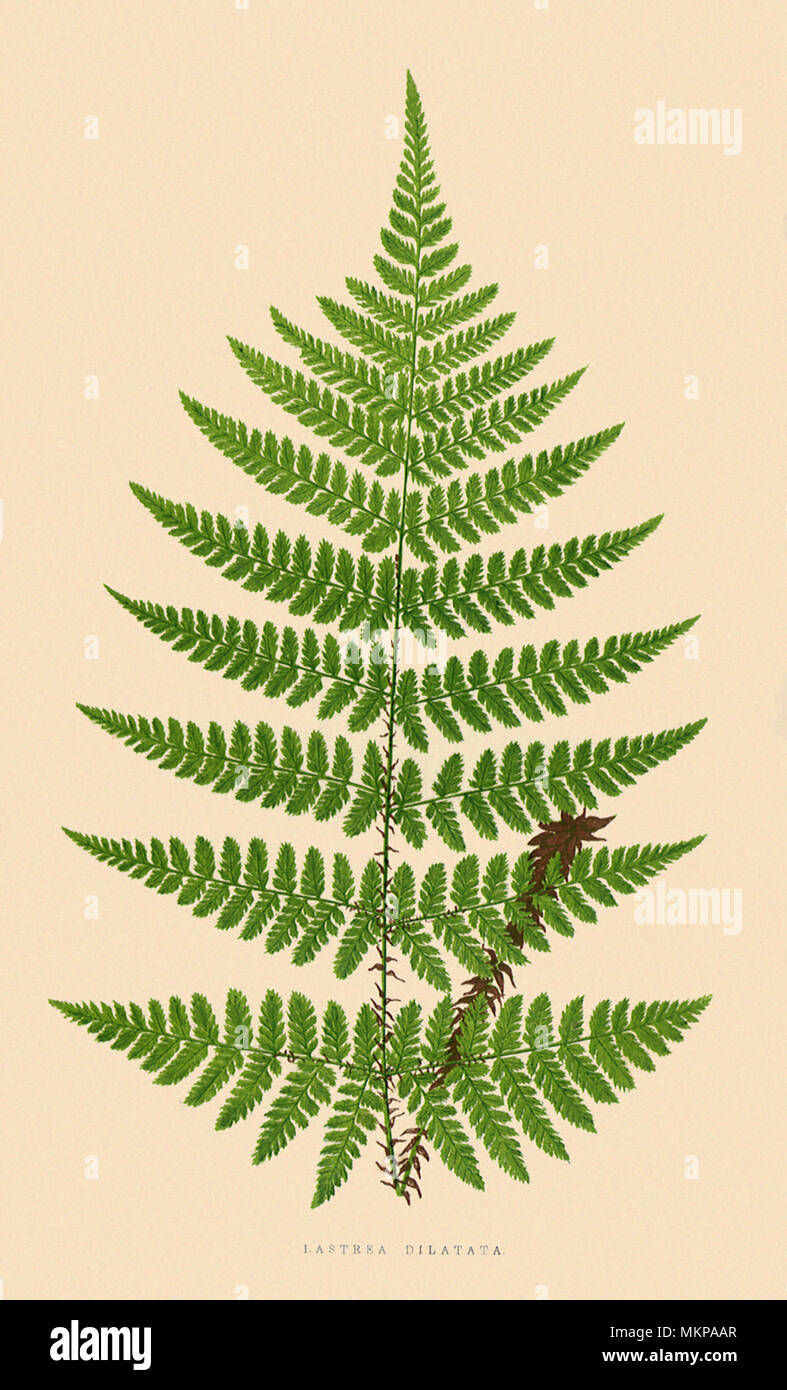Broad Prickly-toothed Buckler Fern Stock Photo