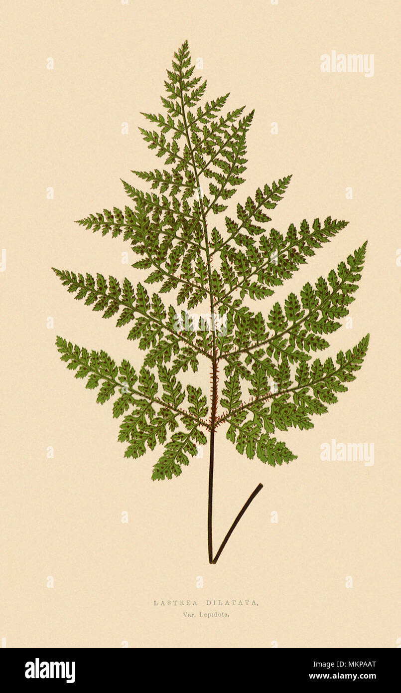 Broad Prickly-toothed Buckler Fern Stock Photo