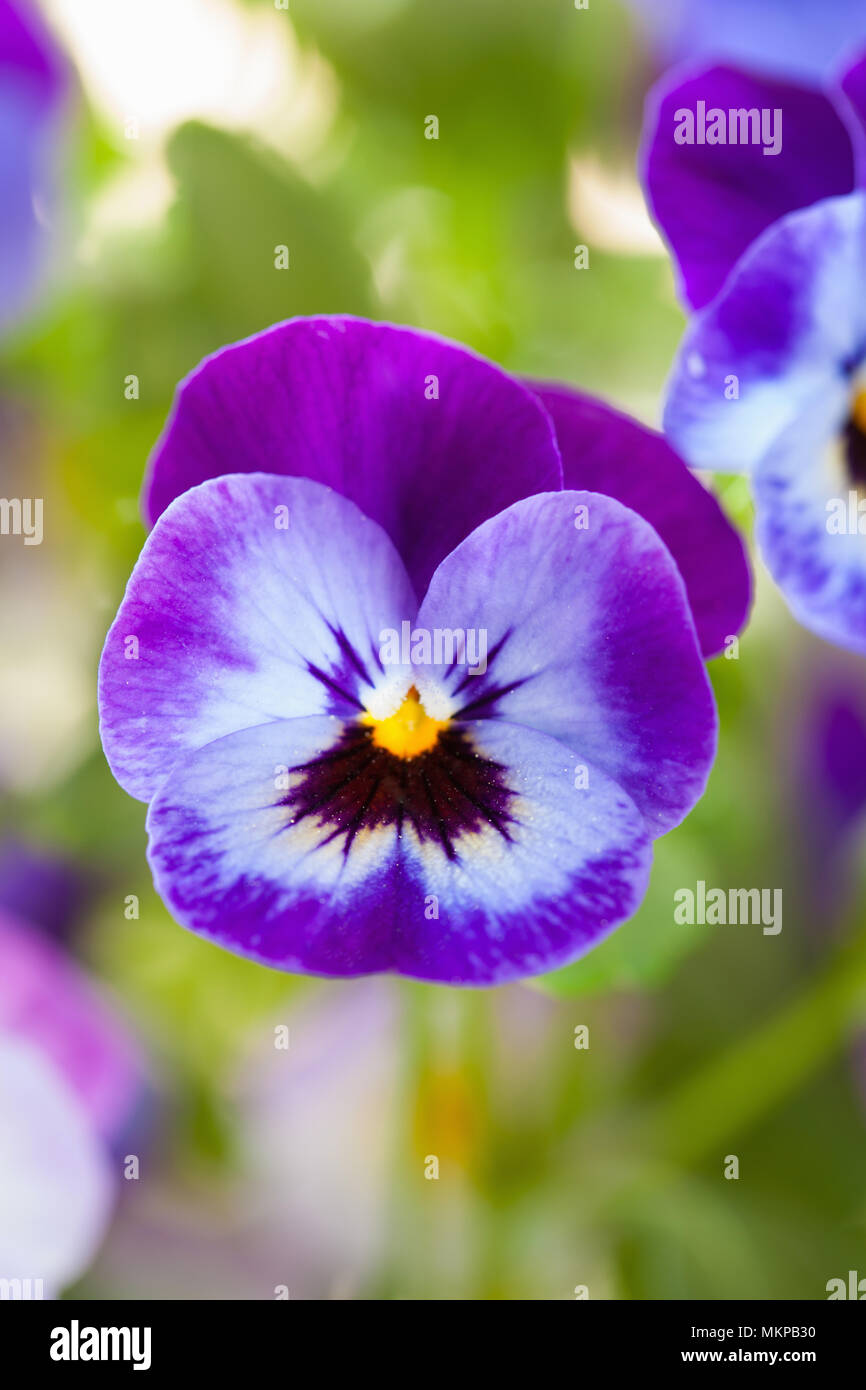 beautiful pansy summer flowers in garden Stock Photo