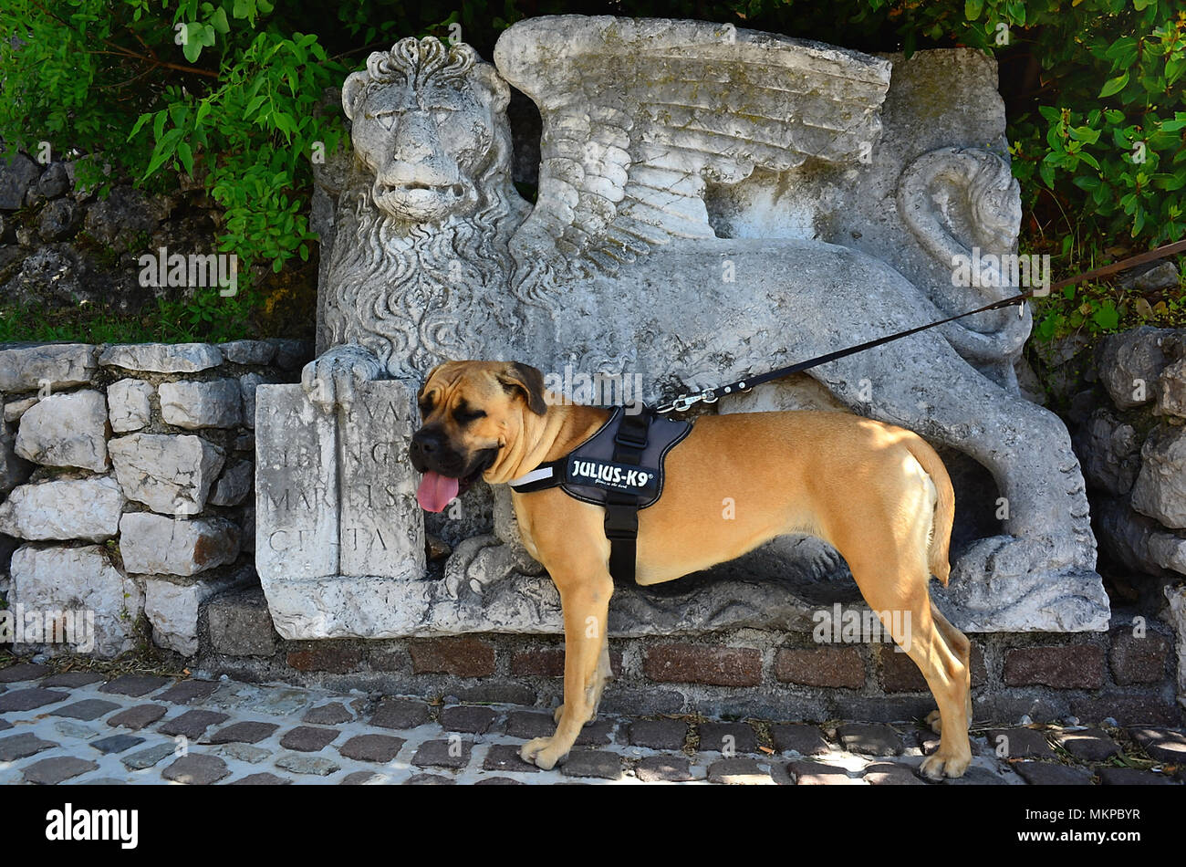 Rijeka, Croatia. Trsat castle.  It is thought that the castle lies at the exact spot of an ancient Illyrian and Roman fortress. A Corso dog  in front of the bas-relief of the Lion of San Marco. The Lion recalls the domination of Venice on these lands. Stock Photo