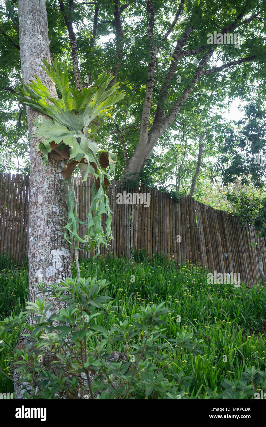 Holttums staghorn fern hi-res stock photography and images - Alamy