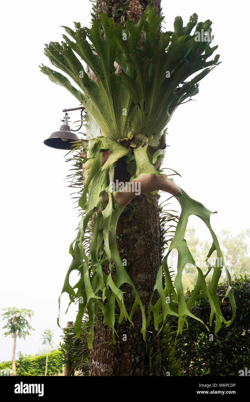Holttums staghorn fern hi-res stock photography and images - Alamy
