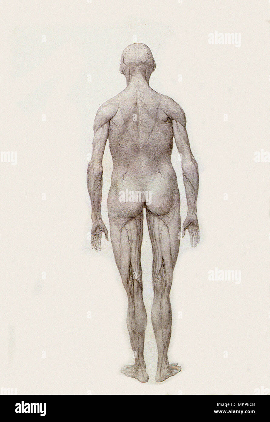 Human Being, Posterior View, Partially Dissected Stock Photo