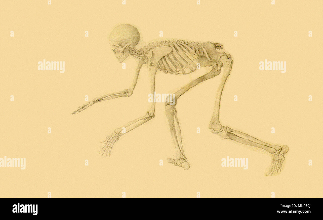 Human Skeleton, Anterior View, in Crouching Posture Stock Photo
