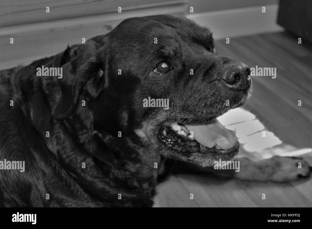 Eleven year old, female, pedigree Rottweiler dog. Stock Photo