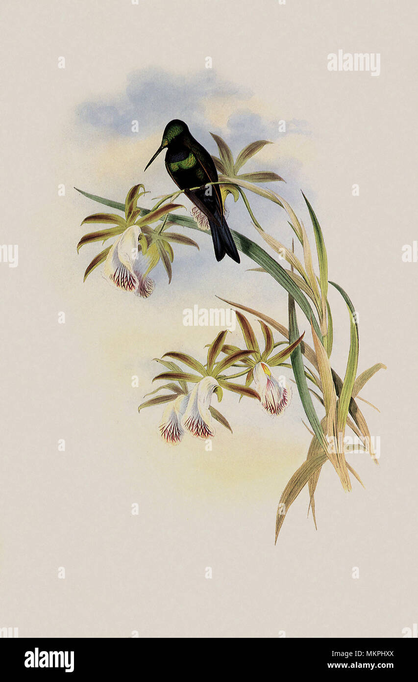 Emerald-Fronted Hummingbird, Ionolaima Frontalis Stock Photo