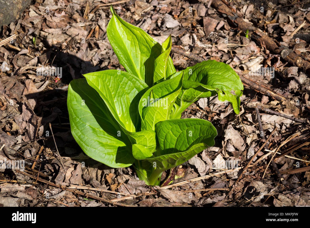 Eastern skunk cabbage Symplocarpus foetidus plant in the forest Quebec