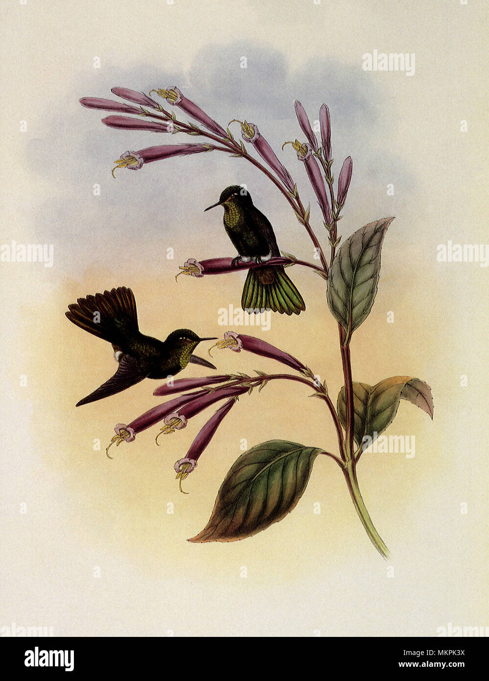 Jelski's CopperTail, Metallura Jelskii Stock Photo Alamy