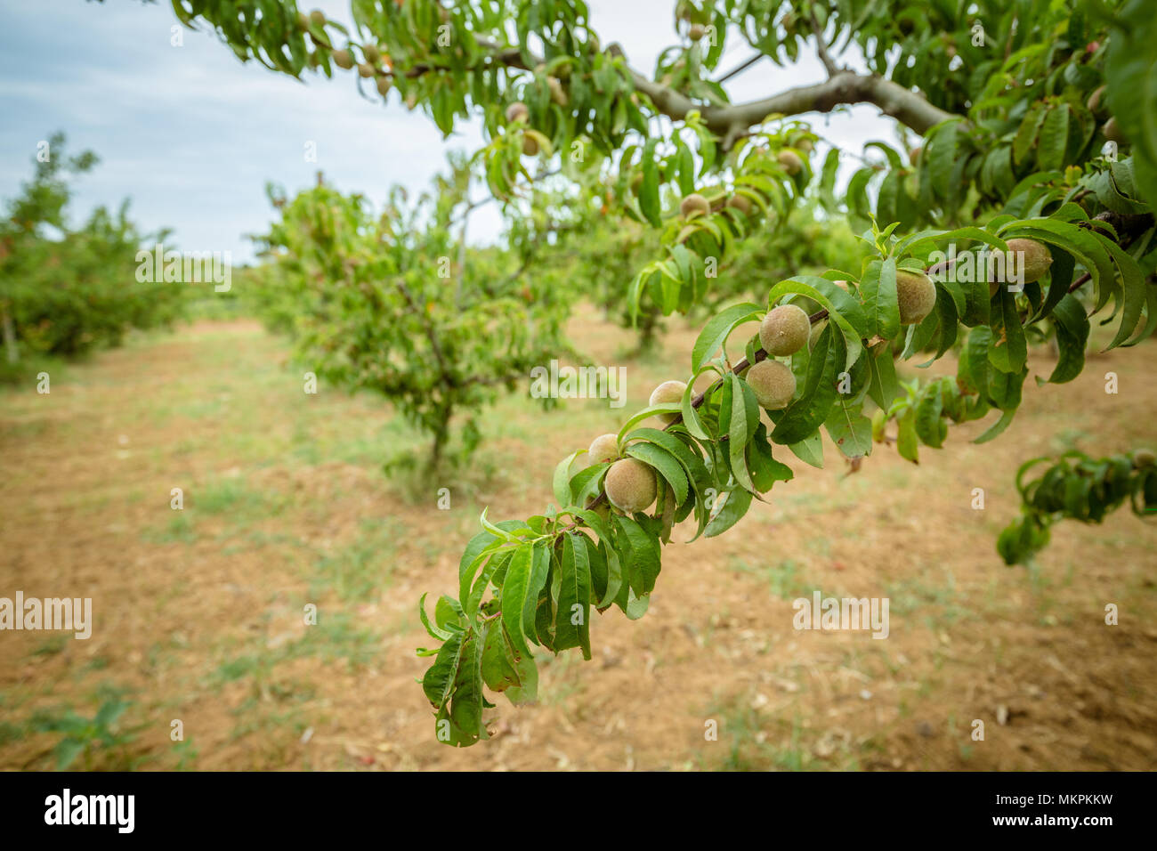 Peach tree with unripe peaches Stock Photo Alamy