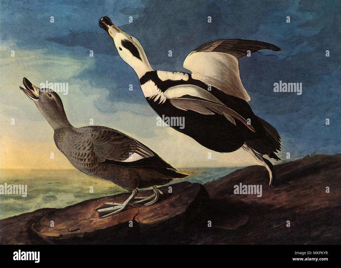 Why Did The Labrador Duck Became Extinct