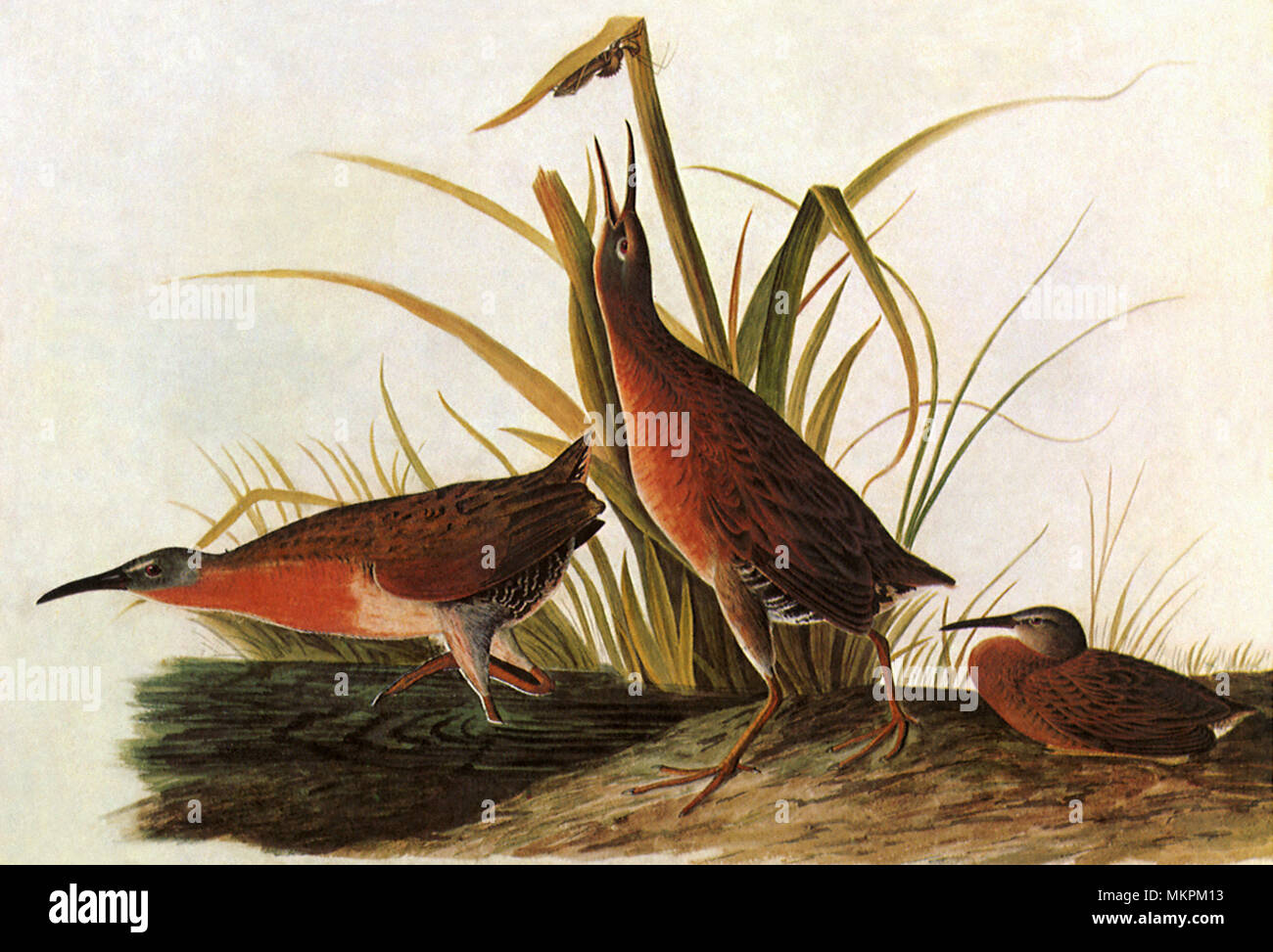 Virginia Rail, Rallus limicola Stock Photo Alamy