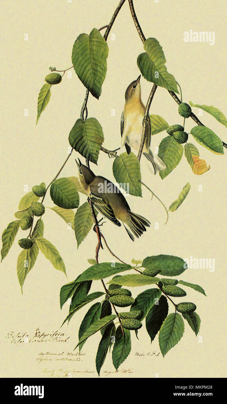 Bay-Breasted Warbler, Dendroica castanea Stock Photo
