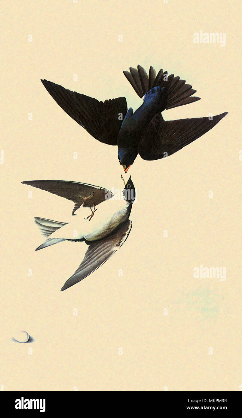 Tree Swallow, Iridoprocne bicolor Stock Photo