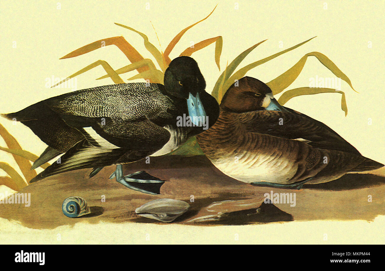 Lesser Scaup, Aythya affinis Stock Photo