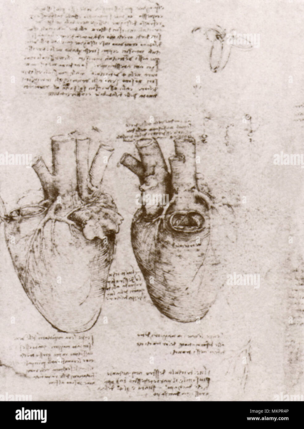 Two Drawings of a Heart Stock Photo