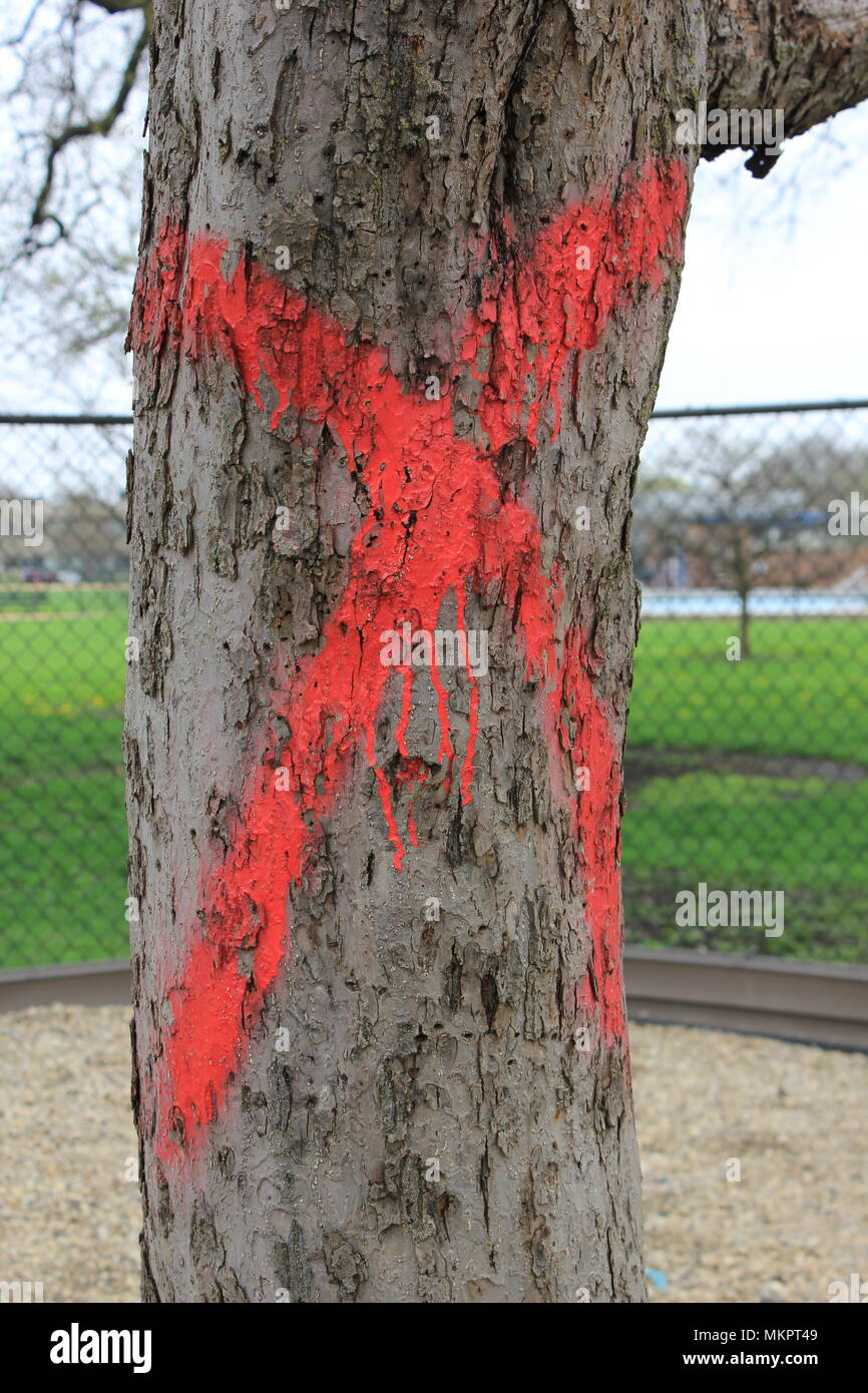 Tree spray painted with a red x at Norwood Park Dog park in Chicago, Illinois. Stock Photo