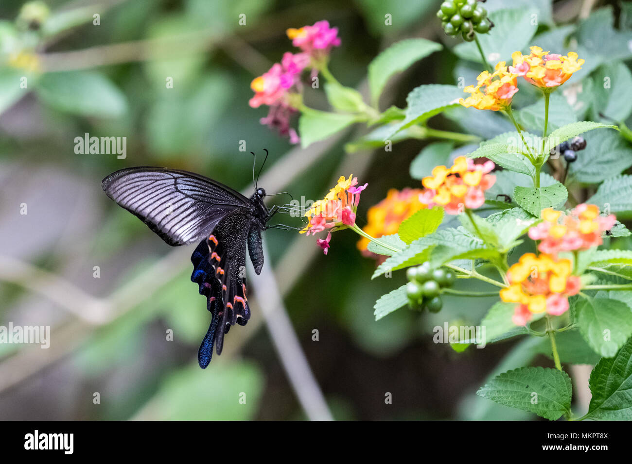 Chinese Peacock (Papilio bianor) eating on plant Stock Photo