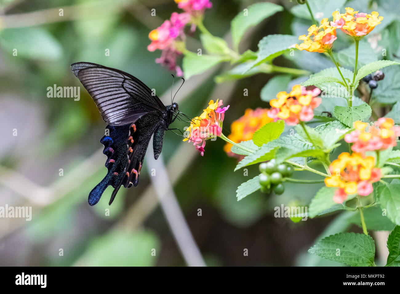 Chinese Peacock (Papilio bianor) eating on plant Stock Photo