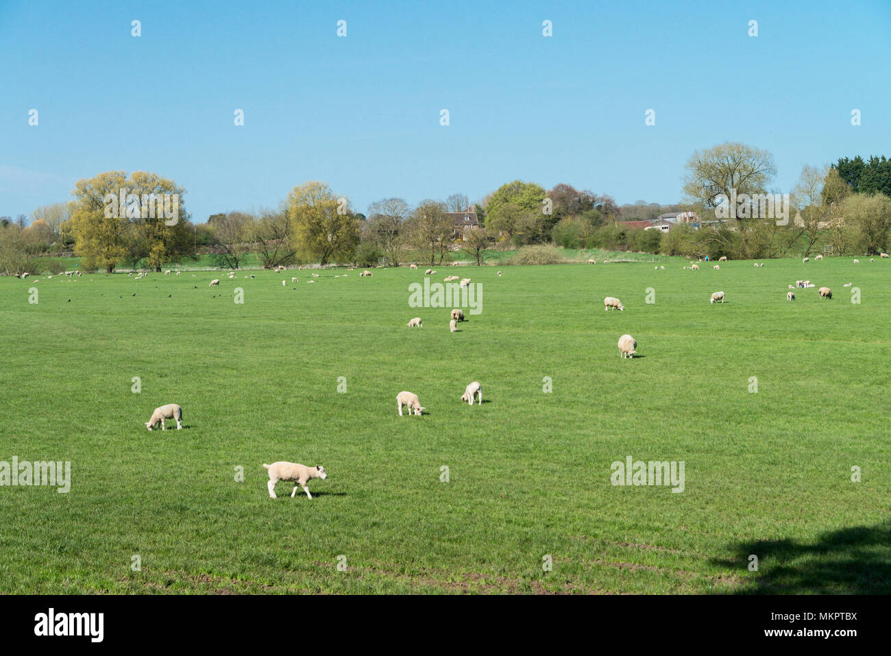 Lambs and sheep in a field Stock Photo - Alamy