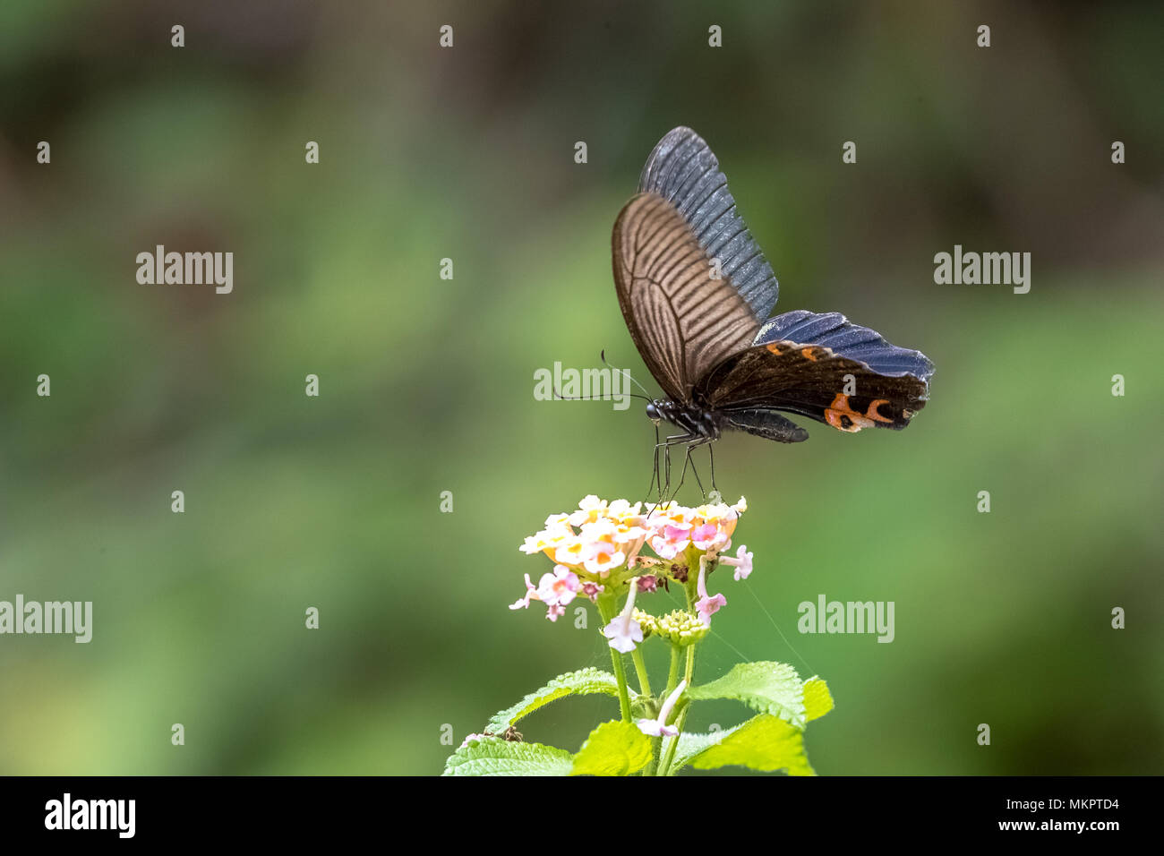 Spangle (Papilio protenor) eating on plant Stock Photo