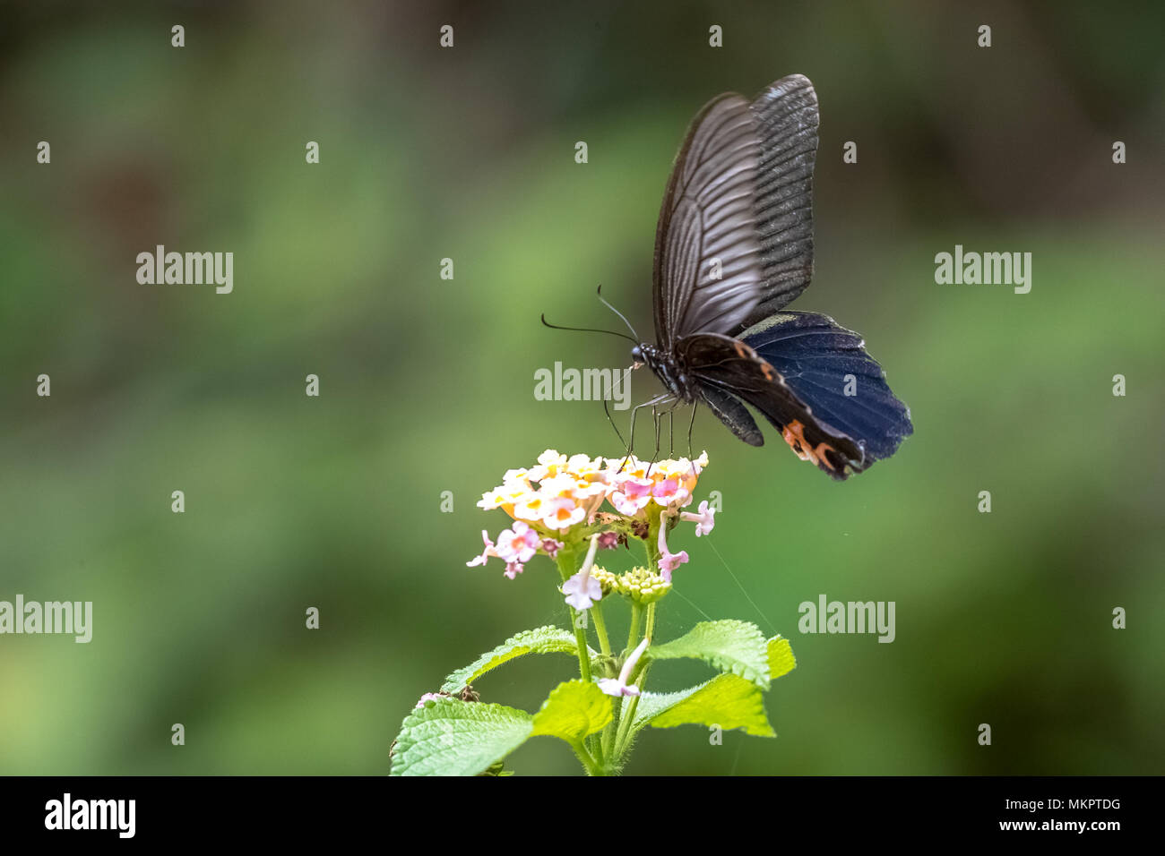 Spangle (Papilio protenor) eating on plant Stock Photo
