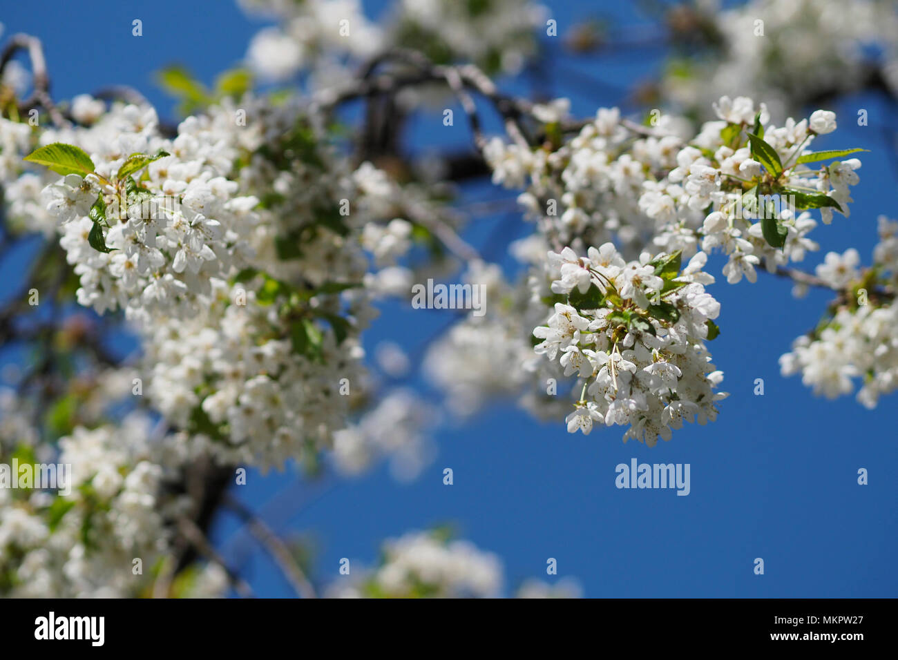 White tree Blossom Stock Photo Alamy