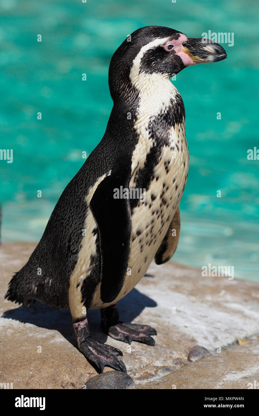 Penguin Feet Black High Resolution Stock Photography and Images - Alamy