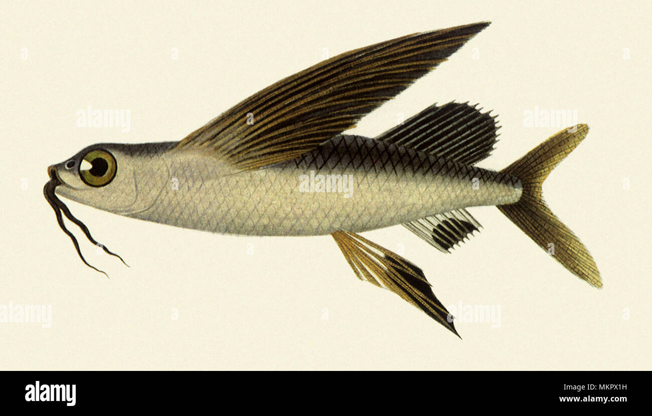 Margined Flyingfish, Cypselurus cyanopterus Stock Photo