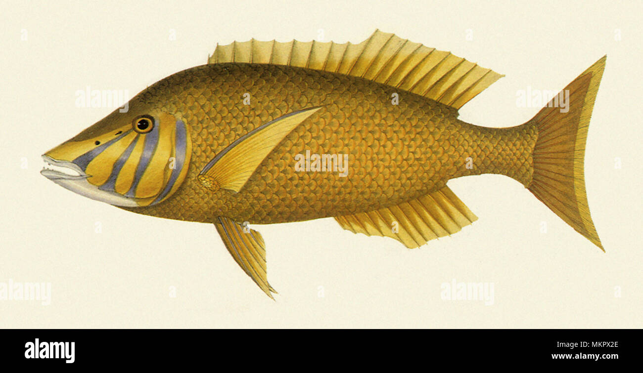 Pearl-spotted porgy, Lethrinus nebulosus Stock Photo