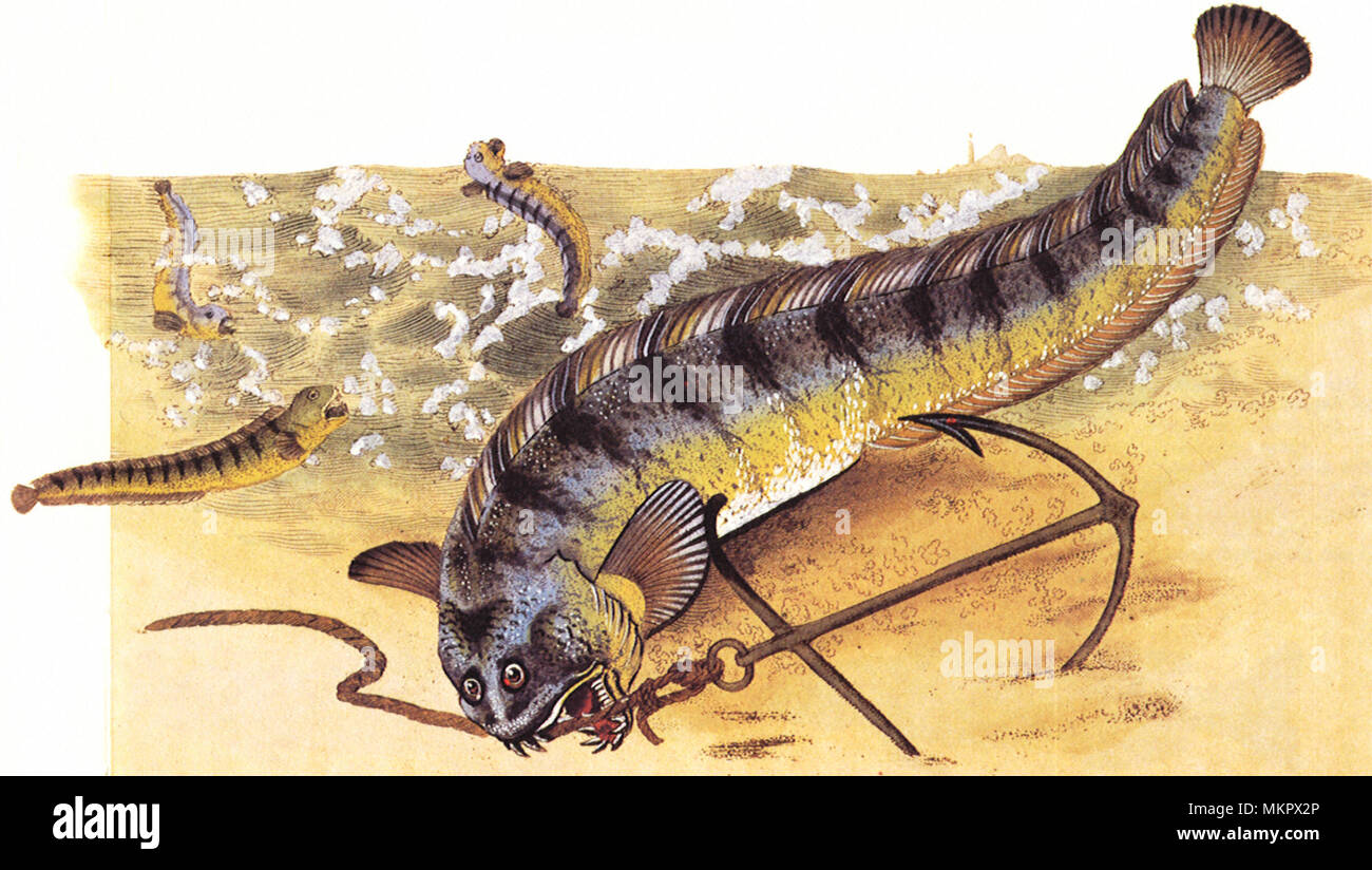 Wolffish, Anarhichas lupus Stock Photo - Alamy