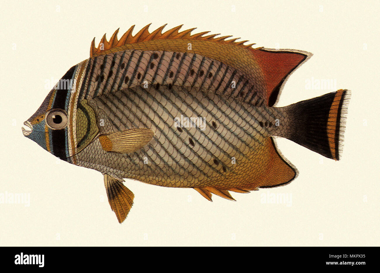 Rightangle Butterflyfish, Chaetodon trifascialis Stock Photo