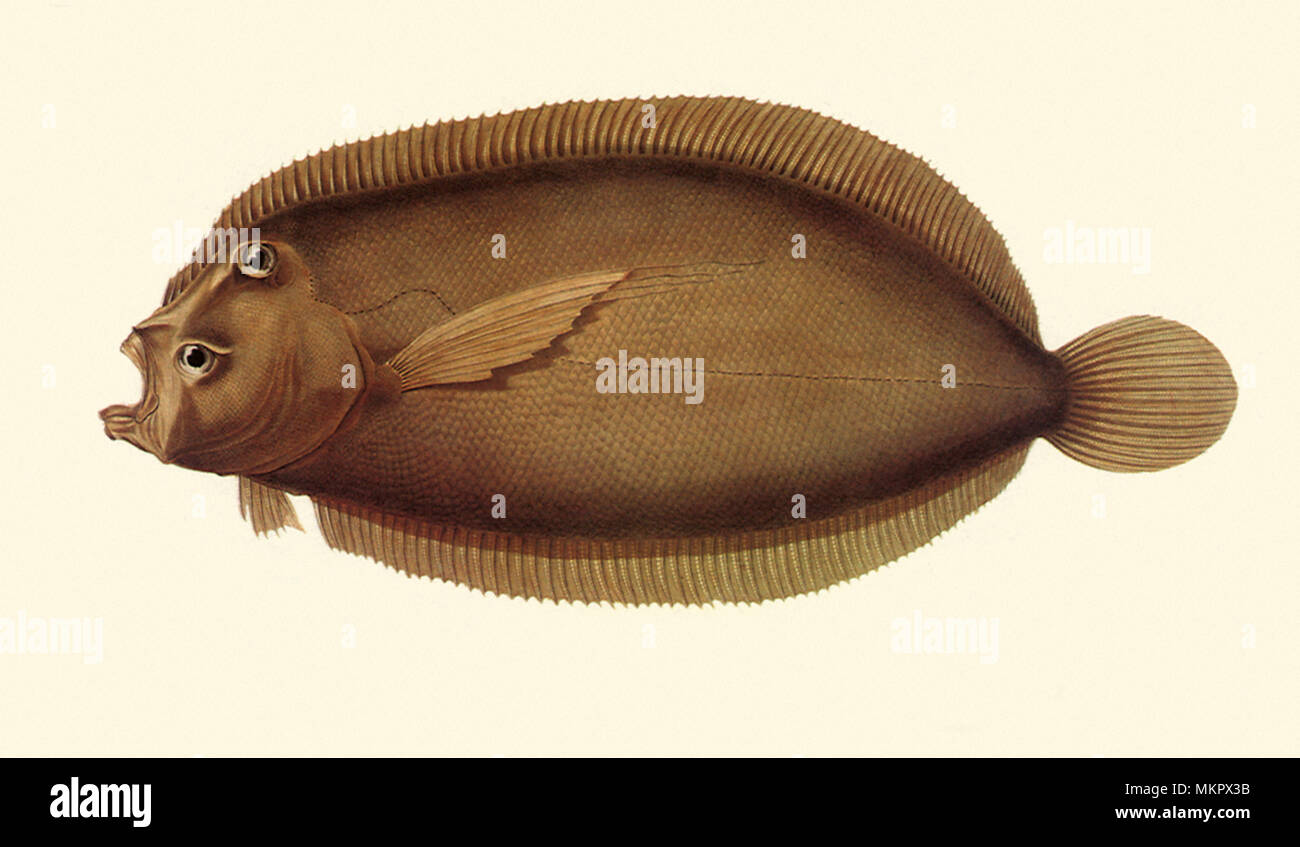 Panther flounder, Bothus pantherinus Stock Photo Alamy