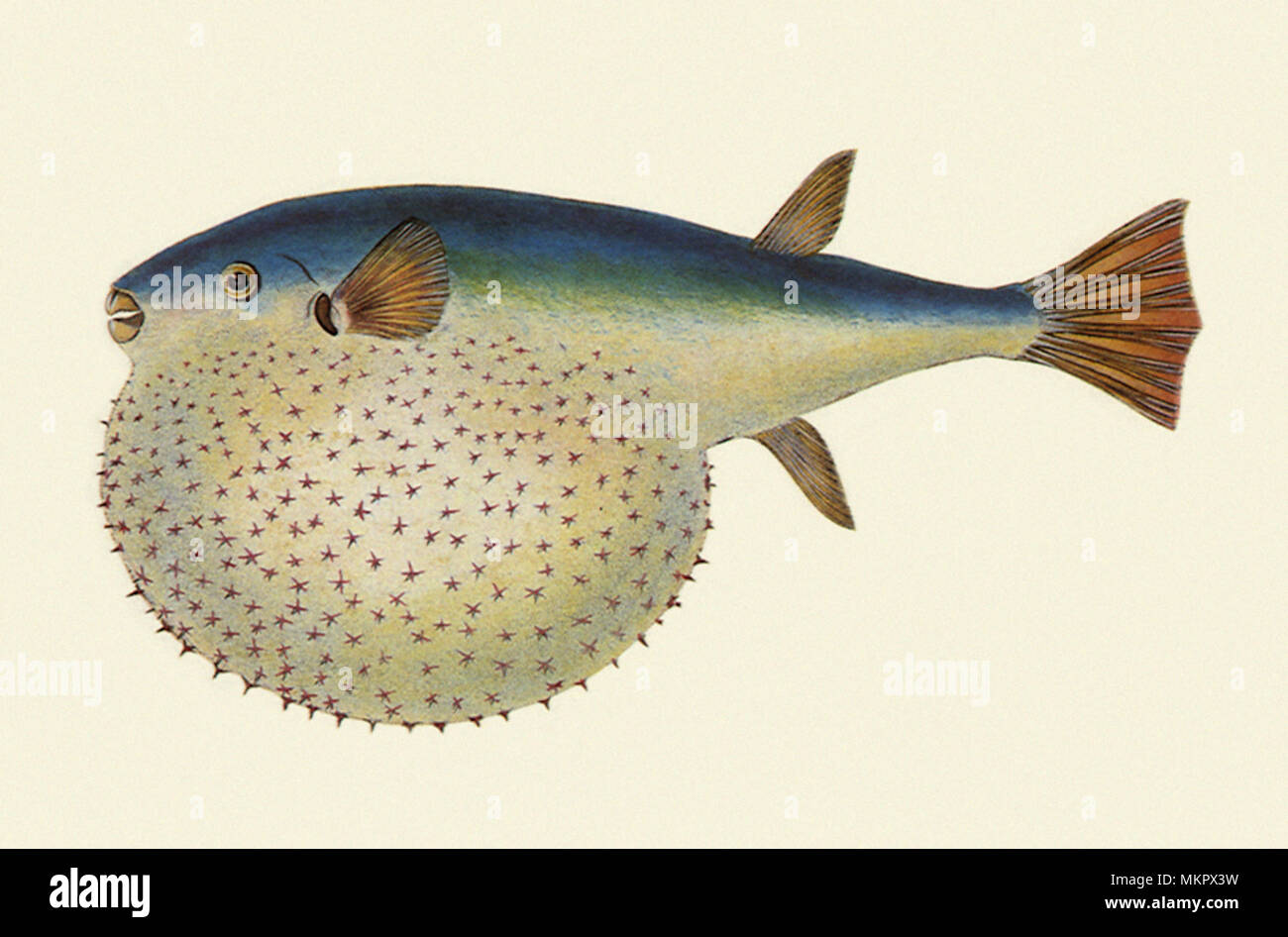 Lagocephalus High Resolution Stock Photography and Images Alamy