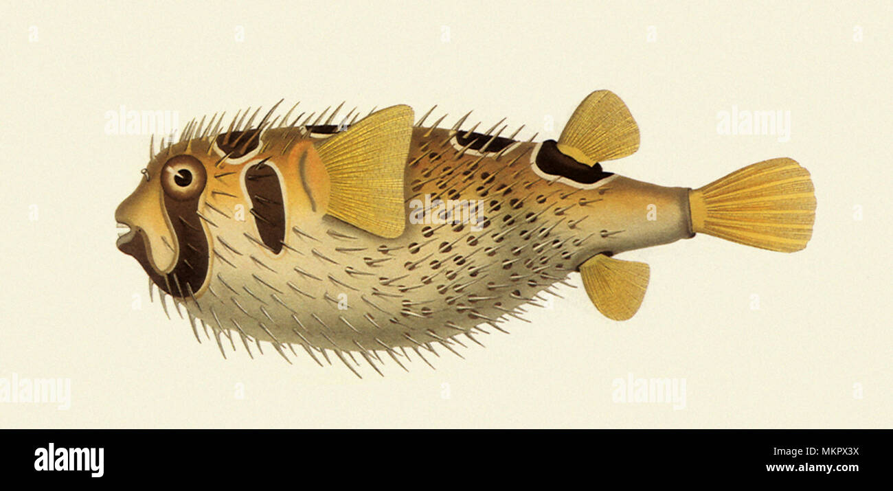 Bleeker's Porcupinefish, Diodon liturosus Stock Photo