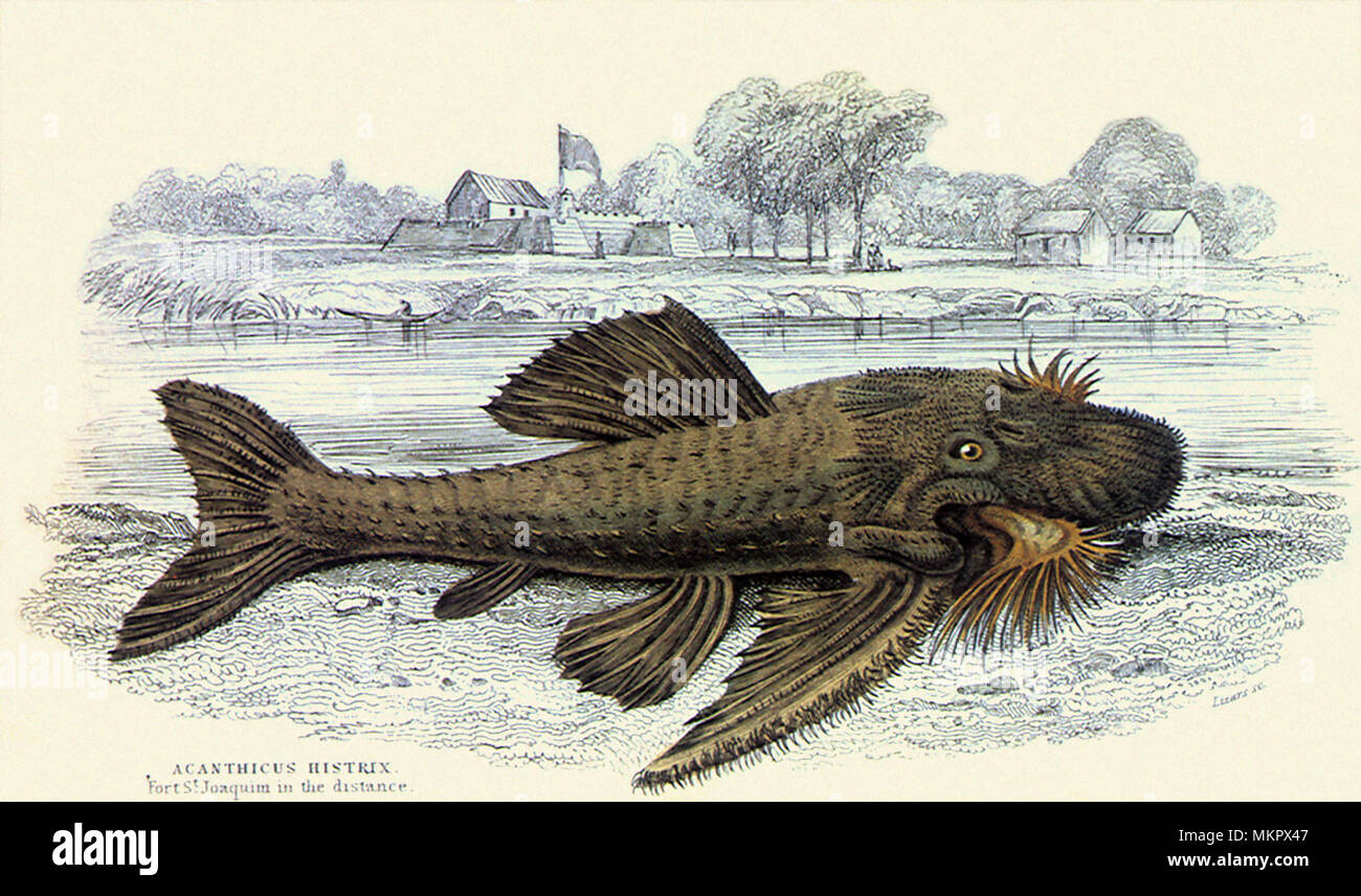 Bristlenose Catfish, Acanthicus histrix Stock Photo