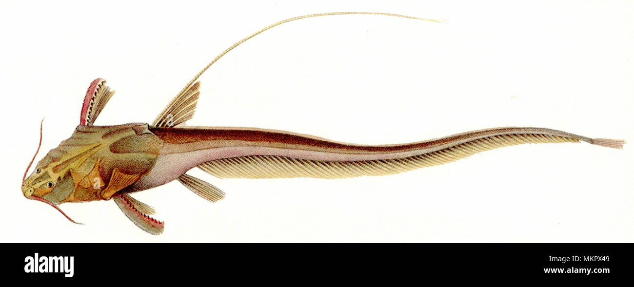 Banjo Catfish, Aspredo filamentosus Stock Photo