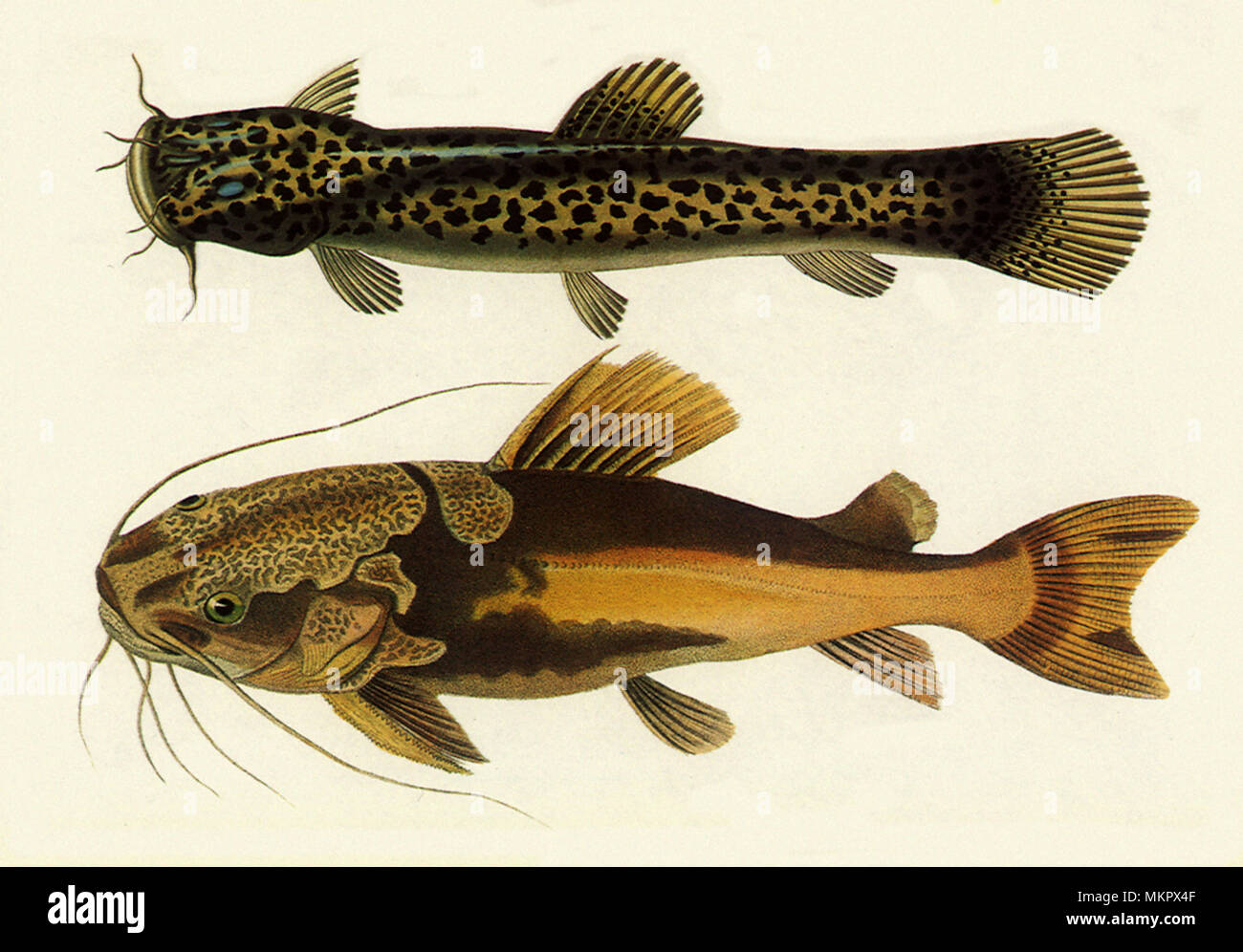 Redtail Catfish, Phractocephalus hemiliopterus Stock Photo