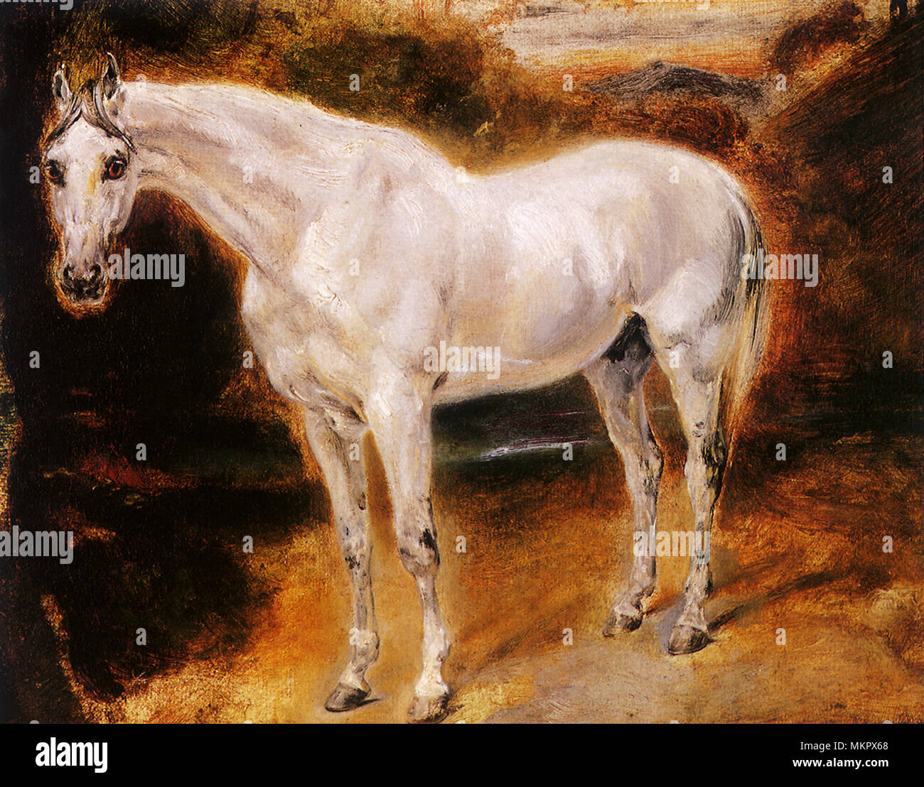 Study of a White Horse Stock Photo