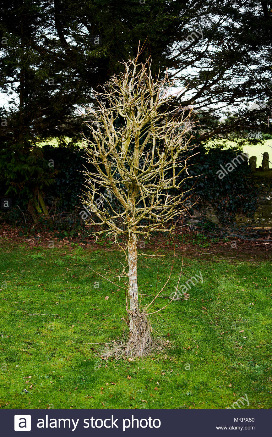 Cut Back Tree High Resolution Stock Photography and Images Alamy