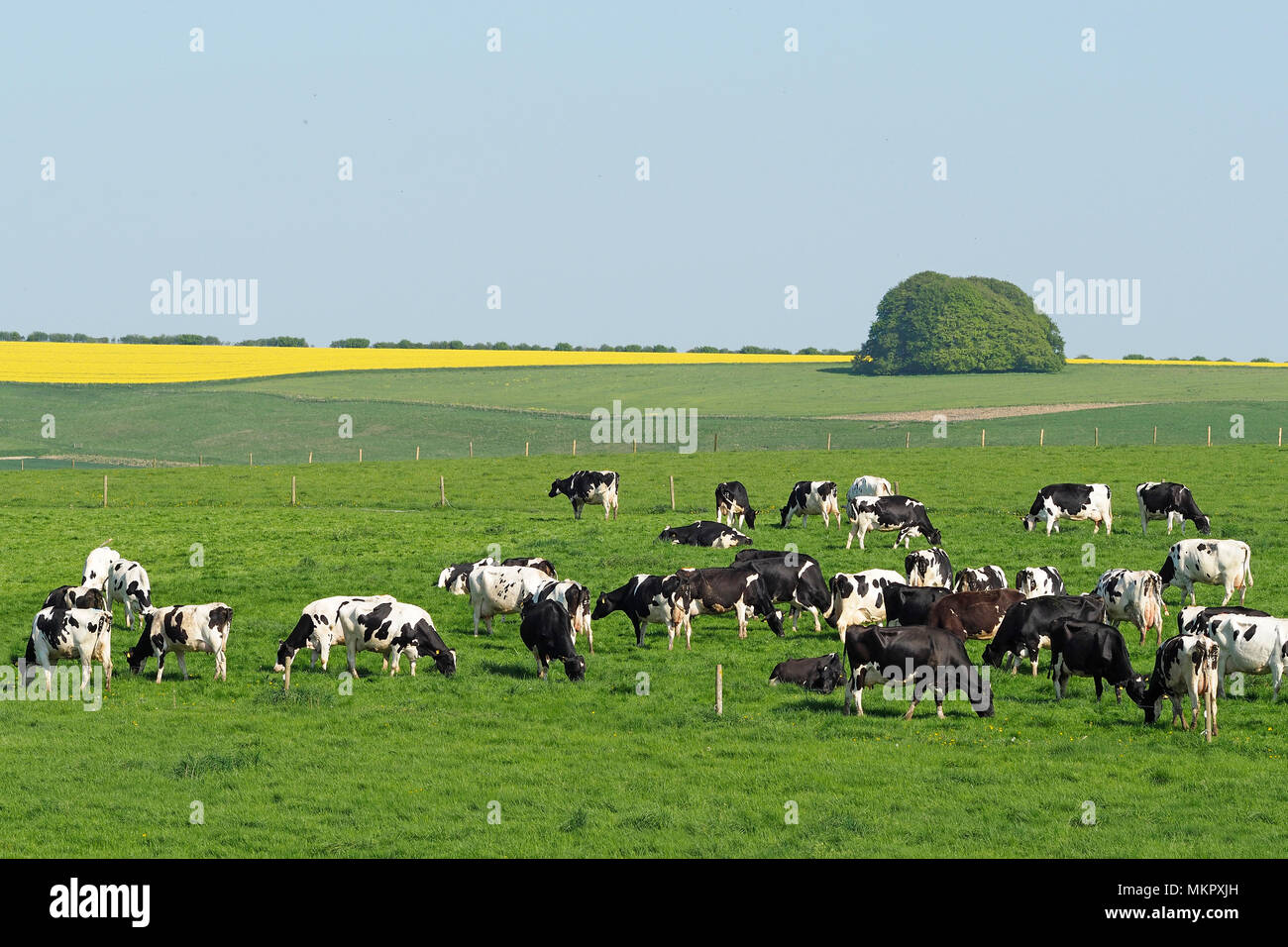Dairy Cows grazing in field Stock Photo Alamy