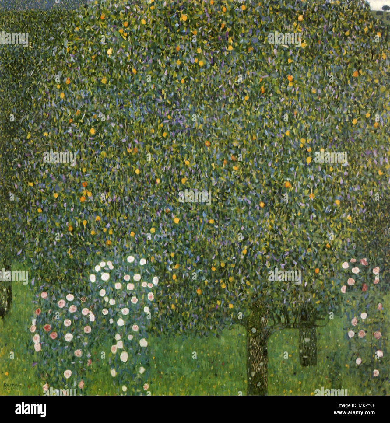 Botany roses hires stock photography and images Alamy