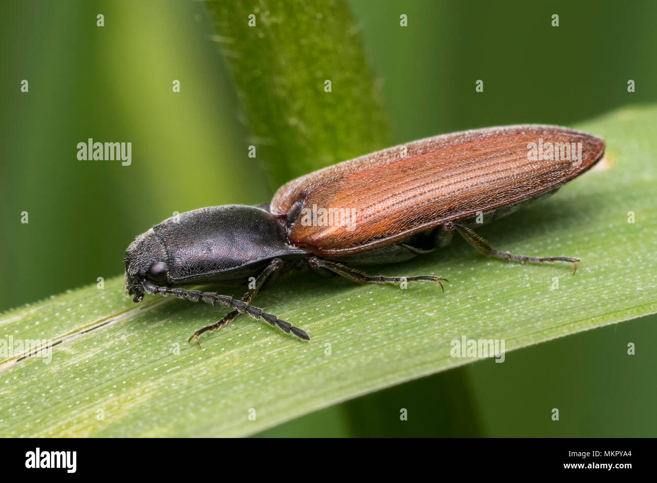 Click Beetle perched on blade of grass. Tipperary, Ireland Stock Photo