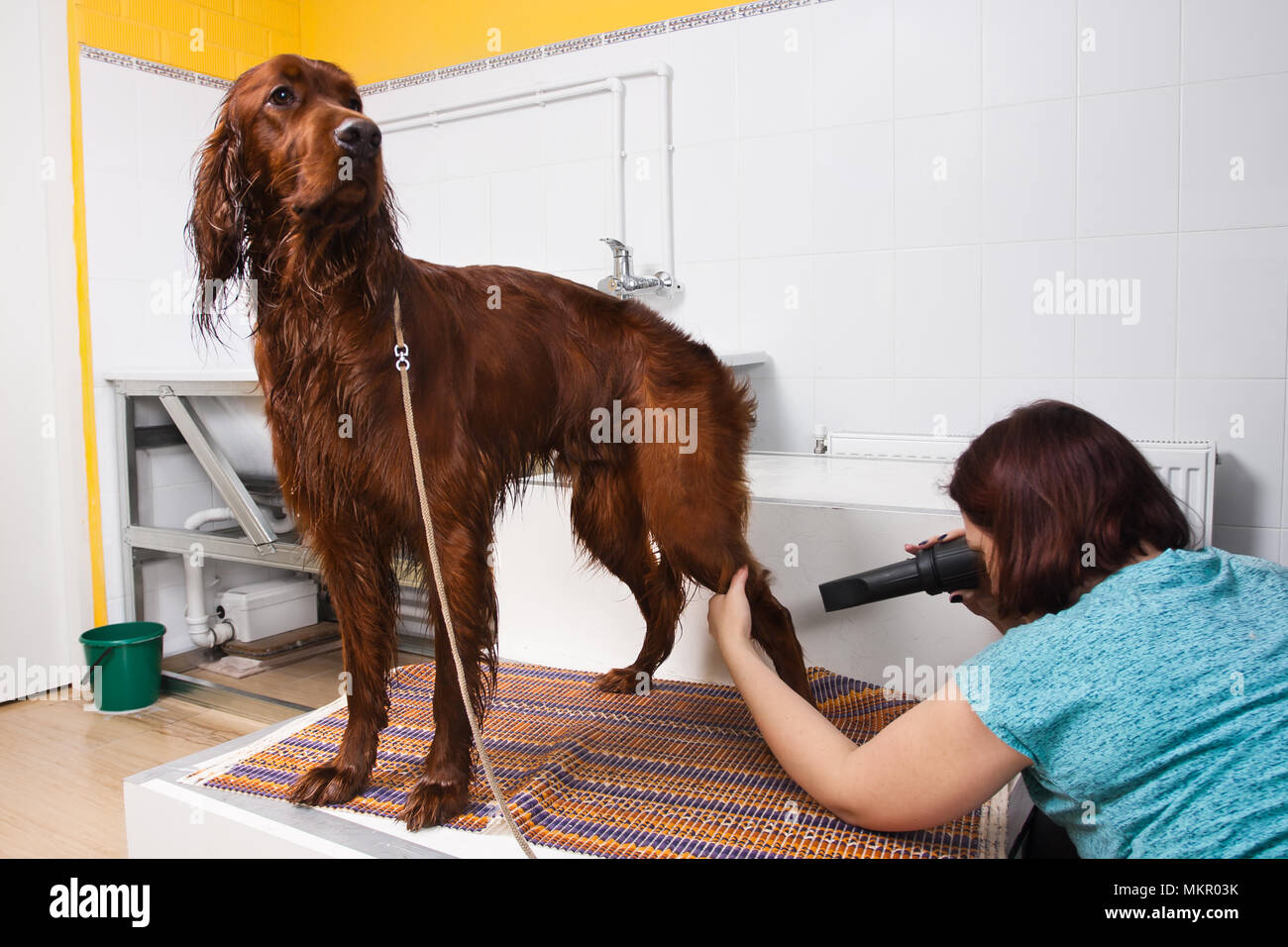 groomer drying hair of dog with hair dryer at salon Stock Photo