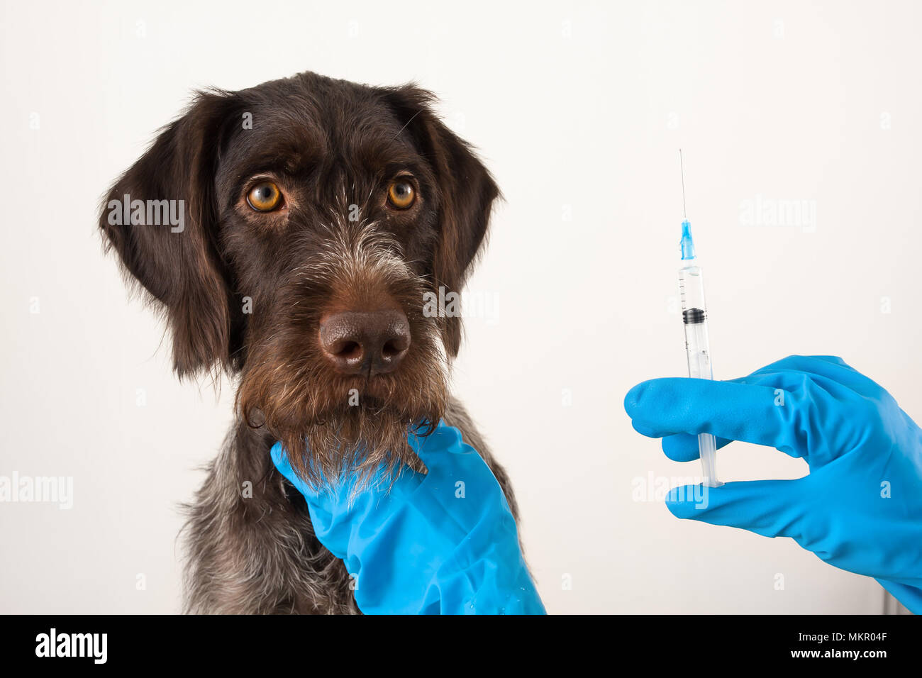 hands of veterinarian preparing syringe for injection for dog Stock Photo