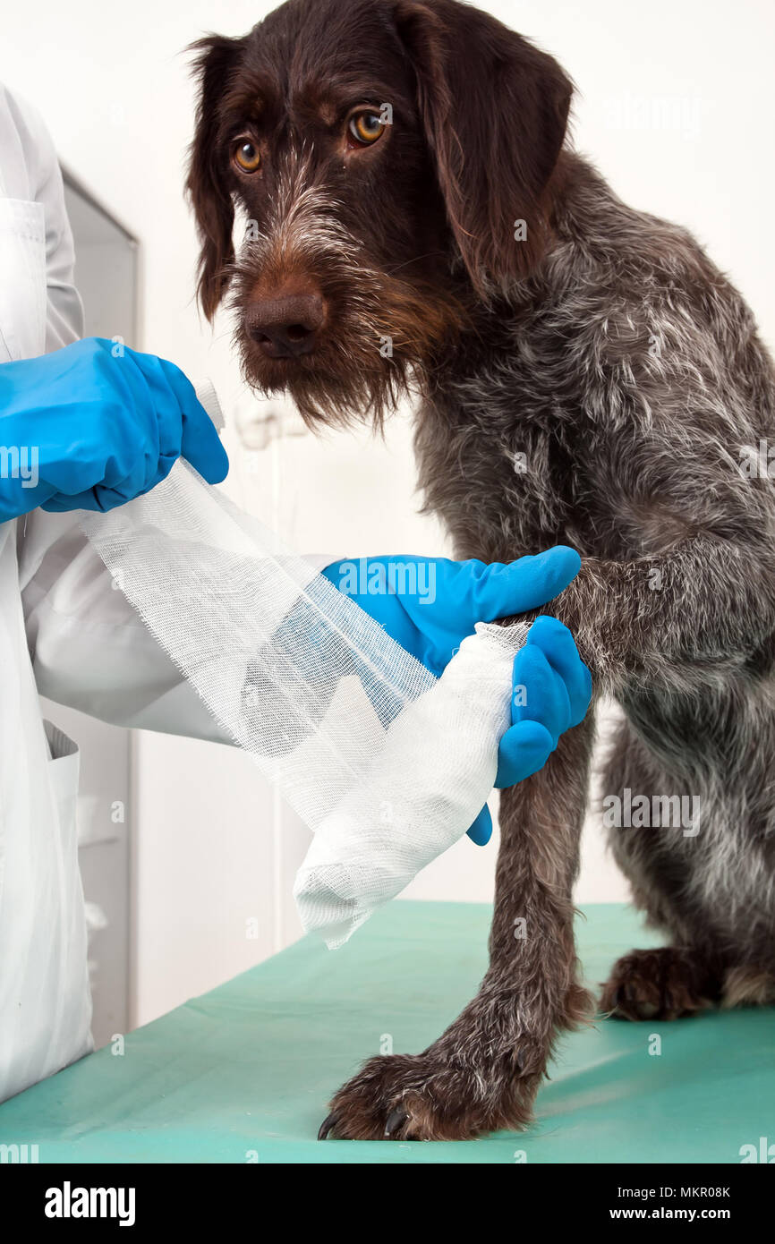 How Do You Keep A Bandage On A Dog